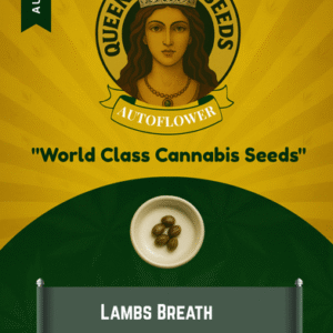 Lambs Breath Autoflower Marijuana Seeds