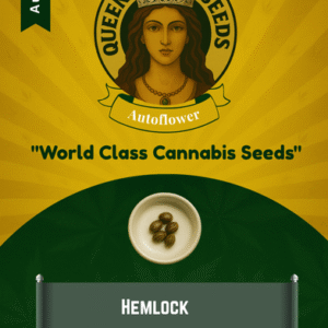 Hemlock Autoflower Marijuana Seeds