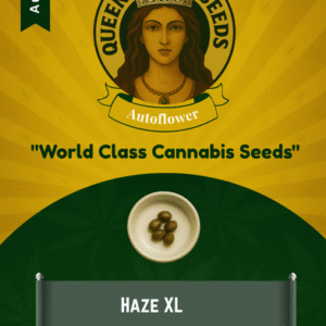Haze XL Autoflower Marijuana Seeds