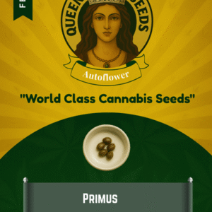 Primus Feminized Seeds