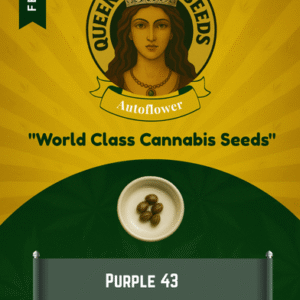 Purple 43 Feminized Seeds
