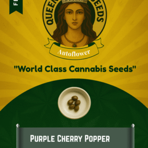 Purple Cherry Popper Feminized Seeds