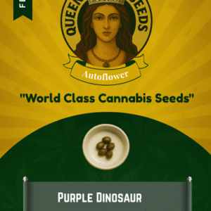 Purple Dinosaur Feminized Seeds