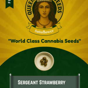Sergeant Strawberry Feminized Seeds