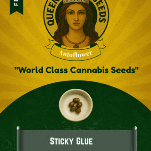 Sticky Glue Feminized Seeds